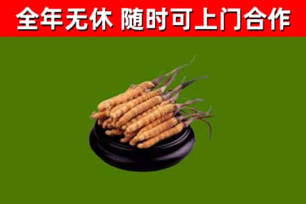 诏安烟酒回收冬虫夏草.jpg
