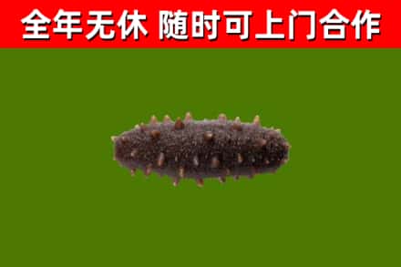 诏安烟酒回收干海参.jpg